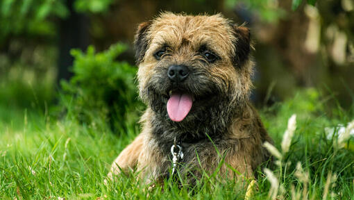 Red best sale border terrier